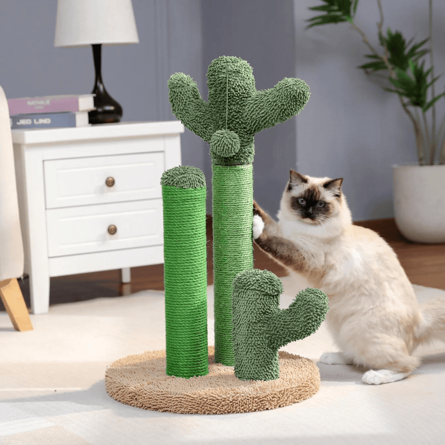 The Scratch Cactus