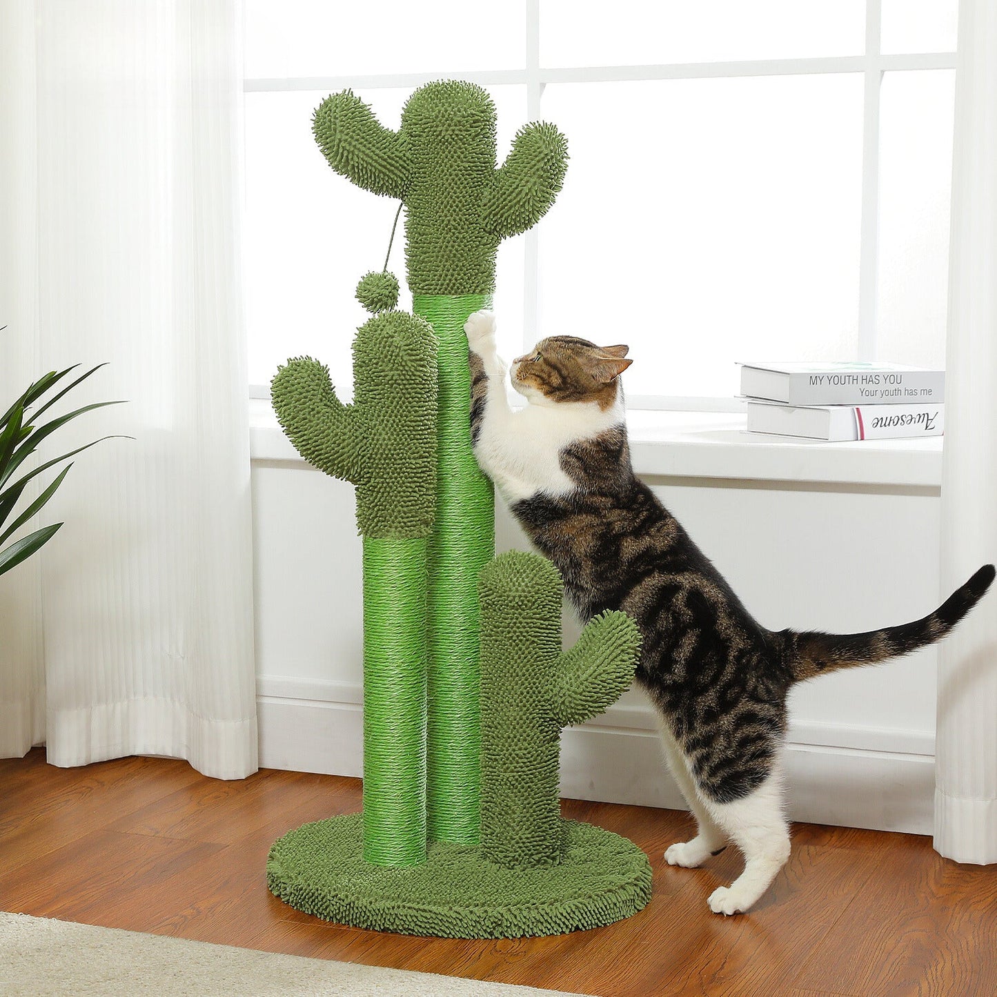 The Scratch Cactus