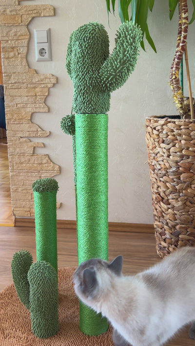 The Scratch Cactus