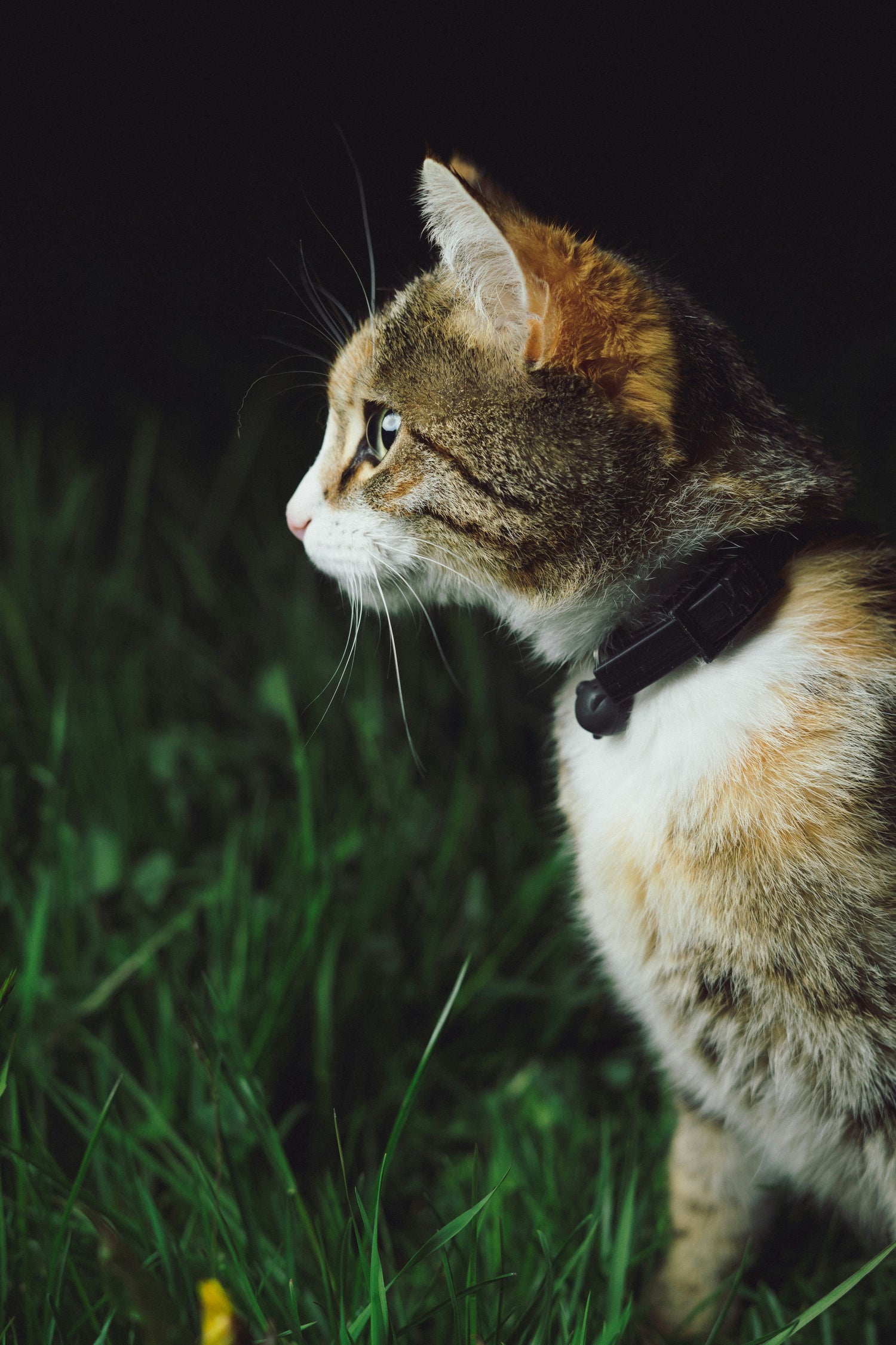 Für Katzen