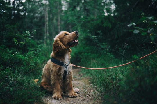 Für Hunde
