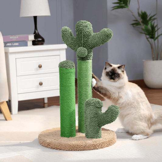 The Scratch Cactus 